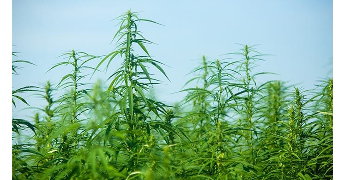 The Postponed Promise of Hemp Biofuel - Hemp Grower